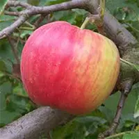 Яблука сорту Айдаред (Idared)