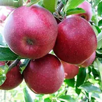 Яблука сорту Ред Джонопринц (Red Jonoprince)